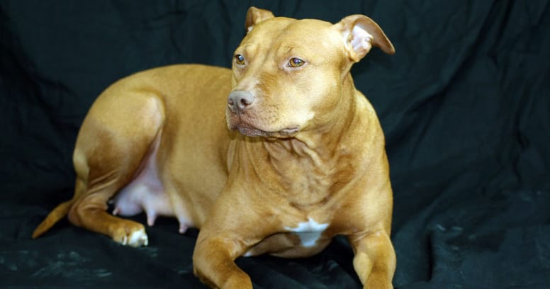 Nomi per Pitbull maschi e femmine, ecco i più adatti!